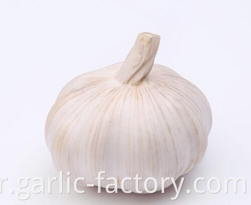 High Quality Fresh Garlic